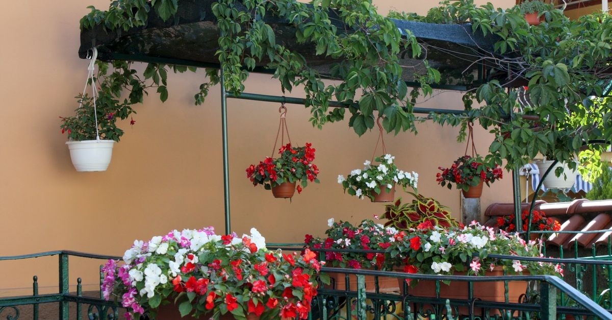 Güneşli Balkonun Yıldızları: En Güzel Sarkıcı Çiçekler Rehberi
